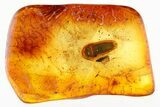 Detailed Fossil False Click Beetle (Throscidae) in Baltic Amber #278723-1
